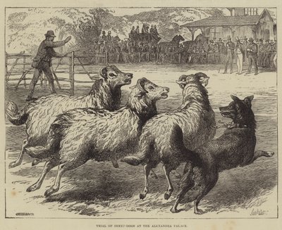 Trial of Sheep-Dogs at the Alexandra Palace by Samuel John Carter